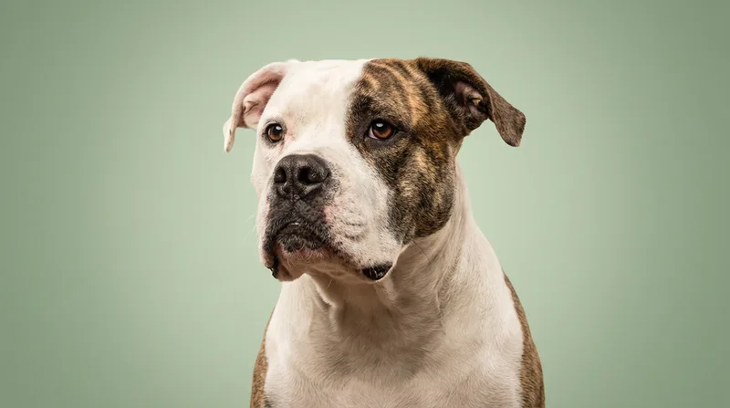 Bulldog Americano