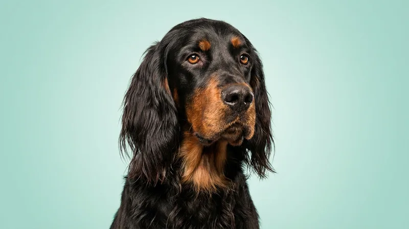 Setter Gordon