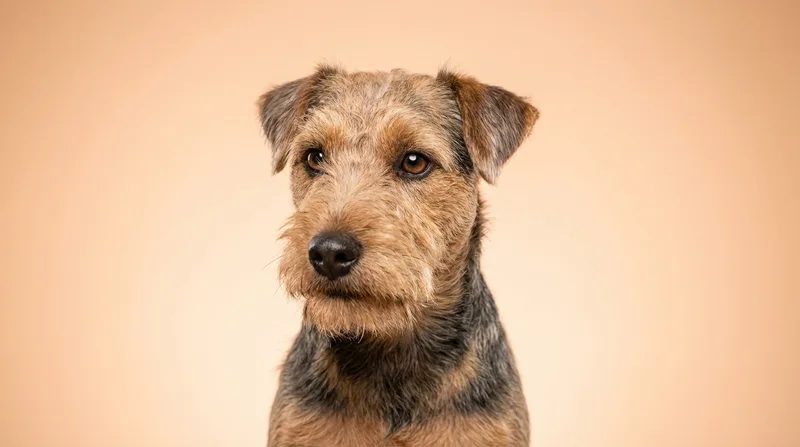 Lakeland Terrier