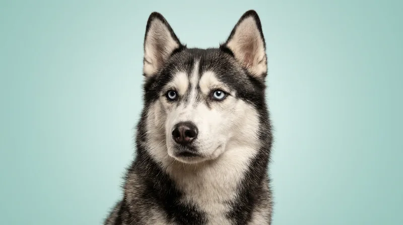 Husky Siberiano