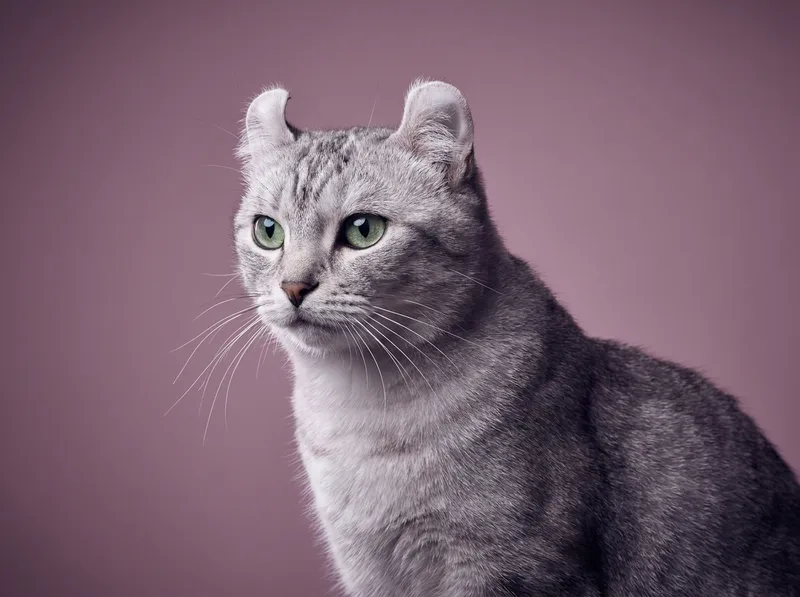 American Curl