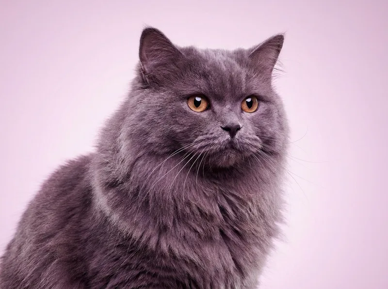 British Longhair