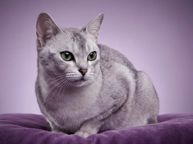 Burmilla