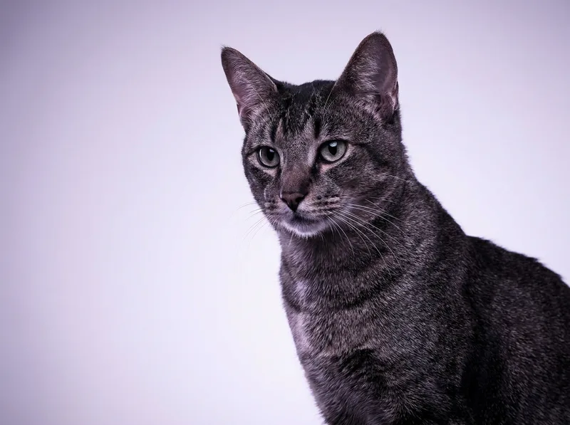 Chausie