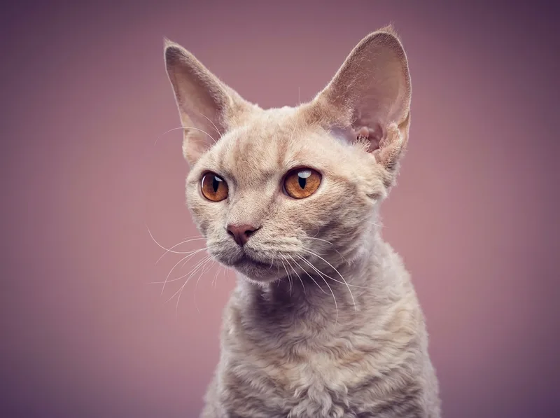 Devon Rex