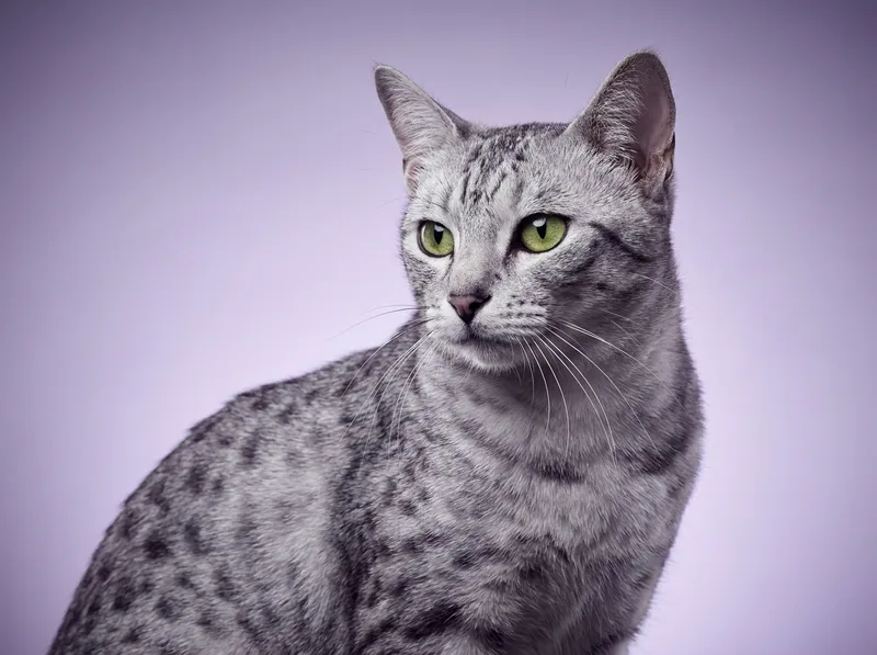 Egyptian Mau