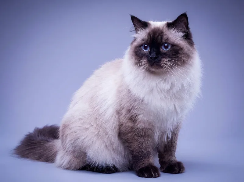 Himalayo