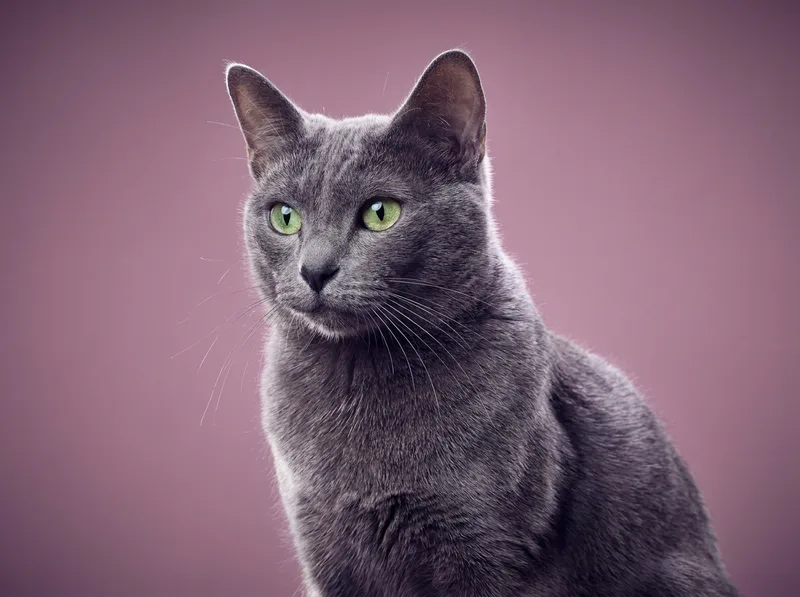 Korat
