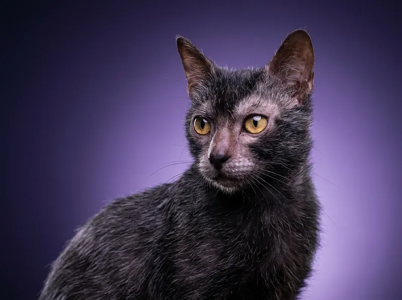 Lykoi