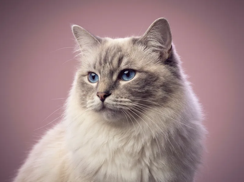 Ragdoll