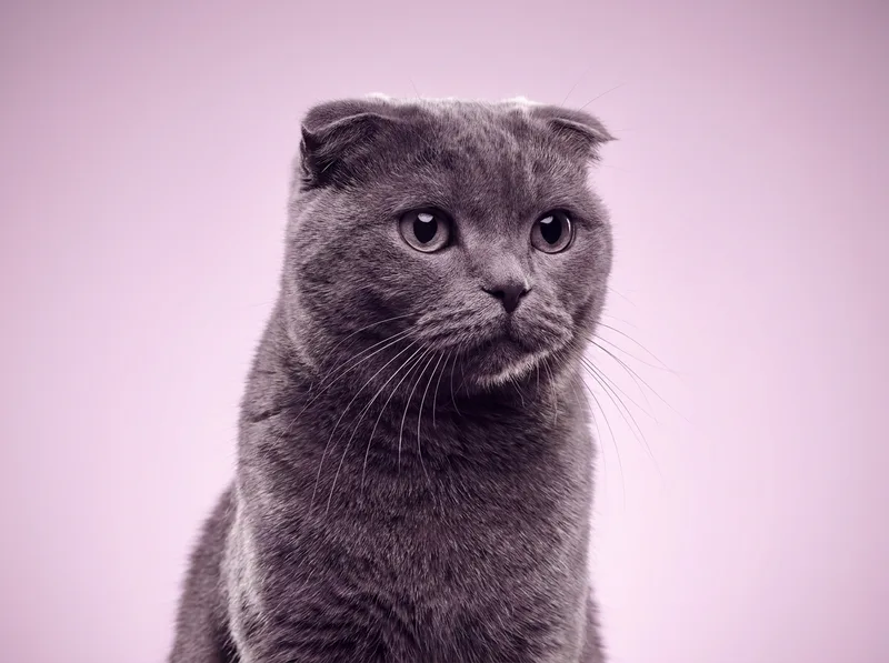 Scottish Fold