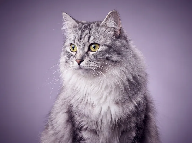 Siberiano