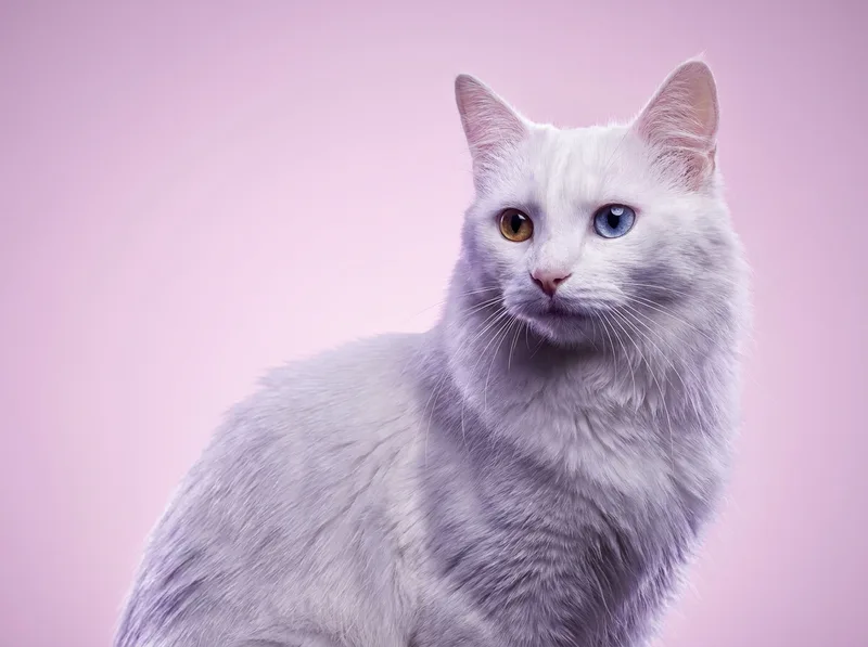 Turco Angora